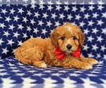 Small Photo #5 Cavachon-Poodle (Toy) Mix Puppy For Sale in QUARRYVILLE, PA, USA