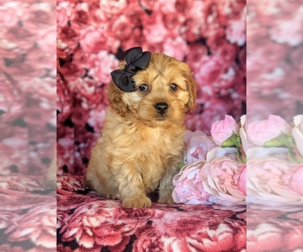 Medium Photo #2 Cavachon-Poodle (Miniature) Mix Puppy For Sale in AIRVILLE, PA, USA