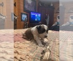 Small Photo #12 Maltipoo-Schnauzer (Miniature) Mix Puppy For Sale in ROSELAND, VA, USA