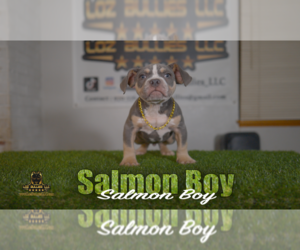American Bully Puppy for sale in GREELEY, CO, USA