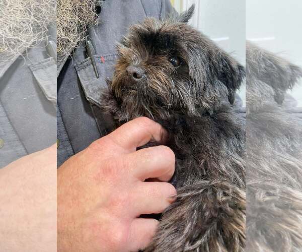 Medium Photo #2 Affenpinscher Puppy For Sale in Lewistown, PA, USA