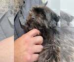 Small #1 Affenpinscher