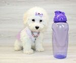 Small #5 Bichon Frise