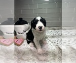 Small Photo #5 Sheepadoodle Puppy For Sale in BROOKSVILLE, FL, USA