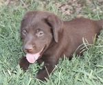 Small Photo #8 Labrador Retriever Puppy For Sale in MANSFIELD, MO, USA