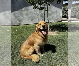 Father of the English Cream Golden Retriever puppies born on 05/31/2026
