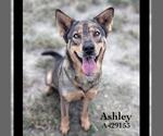 Small #2 German Shepherd Dog