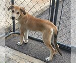 Small #2 Catahoula Leopard Dog-Great Pyrenees Mix