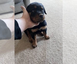 Rottweiler Puppy for sale in LARAMIE, WY, USA