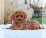 Small Photo #4 Goldendoodle-Poodle (Miniature) Mix Puppy For Sale in NARVON, PA, USA