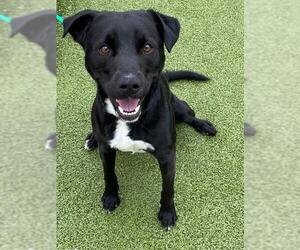 Labrador Retriever-Unknown Mix Dogs for adoption in Fayetteville, NC, USA