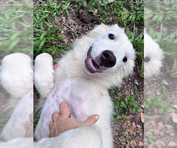 Medium Photo #7 Great Pyrenees Puppy For Sale in Spring, TX, USA