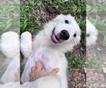 Small #6 Great Pyrenees