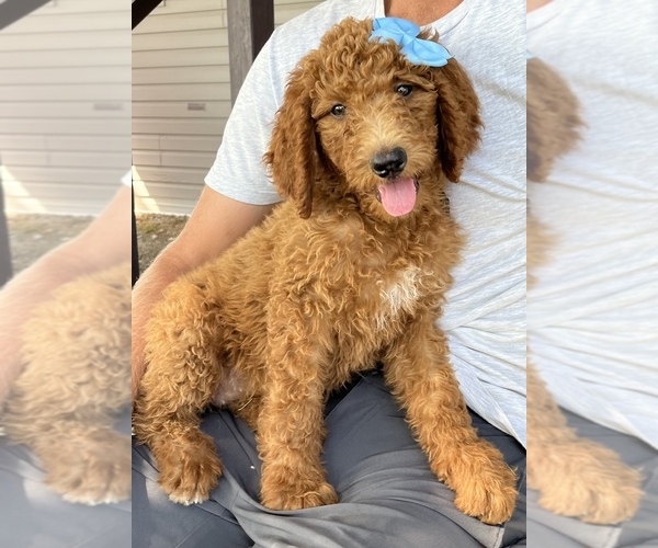 Medium Photo #3 Poodle (Standard) Puppy For Sale in MOBERLY, MO, USA