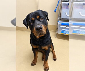 Rottweiler Dogs for adoption in Chula Vista, CA, USA
