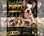 Puppy 2 French Bulldog