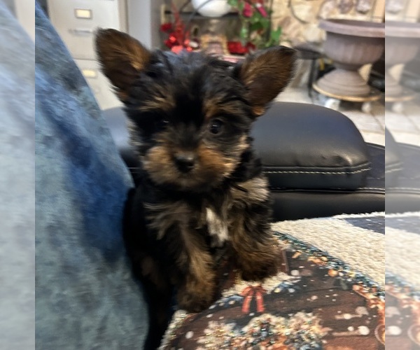 Medium Photo #12 Yorkshire Terrier Puppy For Sale in BRIDGETON, NJ, USA