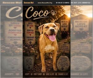 Mastiff-Unknown Mix Dogs for adoption in Benton, PA, USA