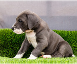 Small #3 Great Dane
