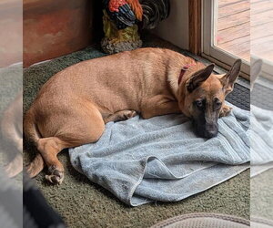 Whiskey Blessing: Not at shelter (Missy) - Male Mutt Dog for Adoption - Photo #2