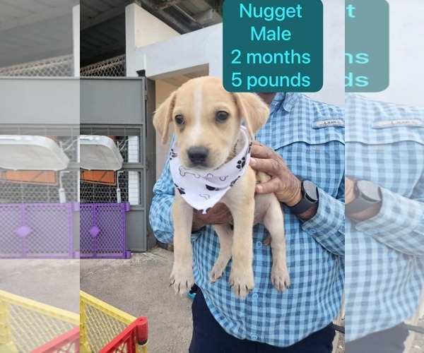 Medium Photo #1 Chihuahua-Labrador Retriever Mix Puppy For Sale in Virginia Beach, VA, USA