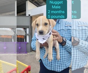 Chihuahua-Labrador Retriever Mix Dogs for adoption in Virginia Beach, VA, USA