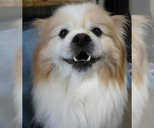 Pominese Dog for Adoption in Thief River Falls, Minnesota USA