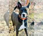 Small #10 Border Collie Mix