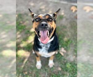 Mutt Dogs for adoption in Riverside, CA, USA