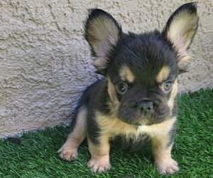 French Bulldog Puppy for Sale in LAS VEGAS, Nevada USA
