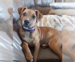 Small Rhodesian Ridgeback Mix