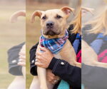Small #4 American Staffordshire Terrier-Labrador Retriever Mix