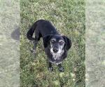 Small #1 Borador
