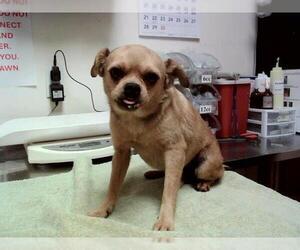 Chihuahua Dogs for adoption in Martinez, CA, USA