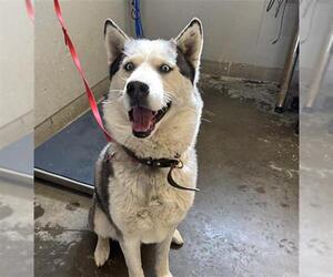 Siberian Husky Dogs for adoption in Camarillo, CA, USA