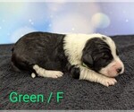 Puppy Green Sheepadoodle