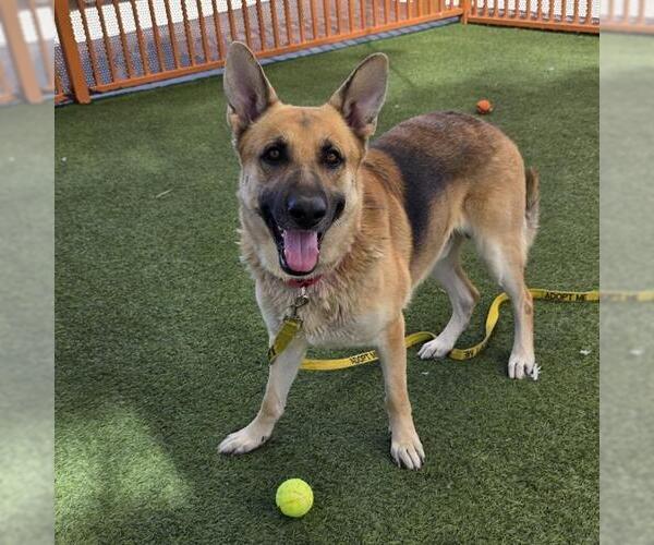 Medium Photo #2 German Shepherd Dog-Unknown Mix Puppy For Sale in Las Vegas, NV, USA