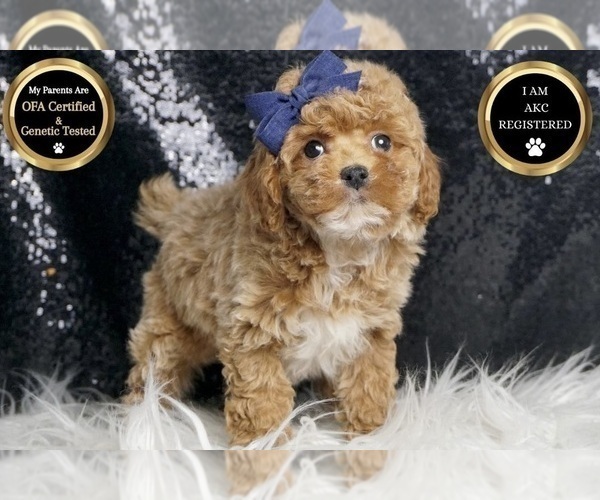 Medium Photo #3 Poodle (Toy) Puppy For Sale in WARSAW, IN, USA