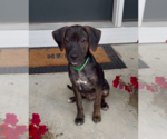 Small #1 Mutt