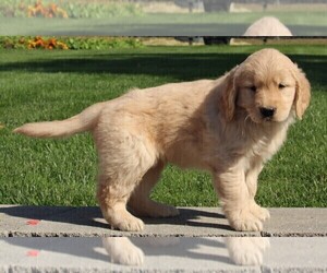 Golden Retriever Puppy for sale in FREDERICKSBURG, OH, USA