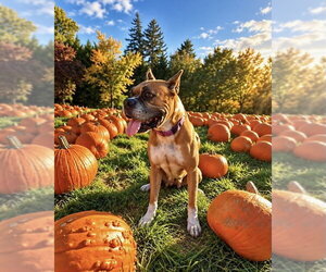 Boxer Dogs for adoption in Dumont, NJ, USA