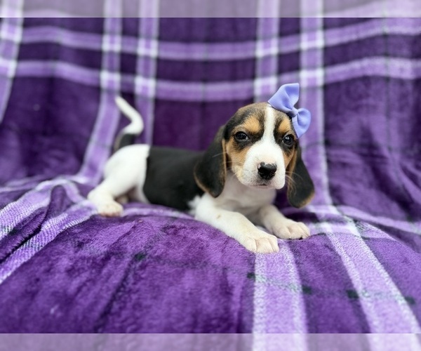 Medium Photo #5 Beagle Puppy For Sale in LAKELAND, FL, USA