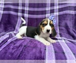 Small #4 Beagle