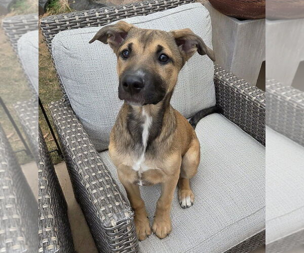 Medium Photo #13 German Shepherd Dog-Unknown Mix Puppy For Sale in Lakewood, CO, USA