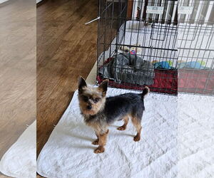 Mutt Dogs for adoption in Fenton, MO, USA