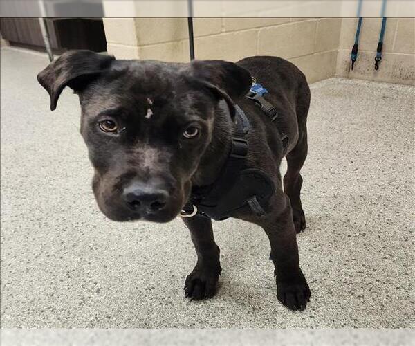 Medium Photo #1 American Staffordshire Terrier-Unknown Mix Puppy For Sale in Conroe, TX, USA