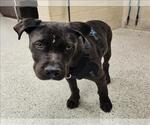 Small American Staffordshire Terrier Mix
