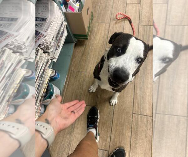 Medium Photo #3 Mutt Puppy For Sale in Rowlett, TX, USA