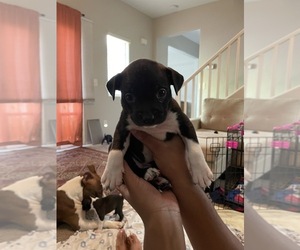 American Pit Bull Terrier-Pug Mix Puppy for sale in SURPRISE, AZ, USA
