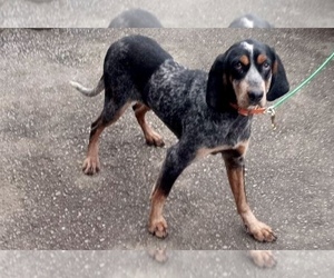 Treeing Walker Coonhound Puppy for Sale in ROSEBURG, Oregon USA